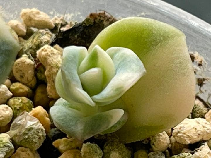 ❤️専用出品❤️ラブリーローズ錦　　　　　　　　　❤️可愛くなる予感①❤️