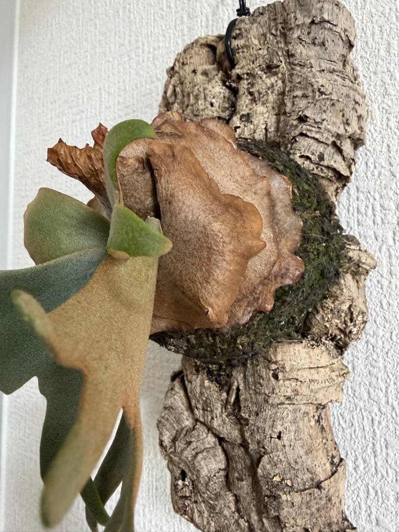 ビカクシダ　P.willinckii’Nano’spore コルク付き