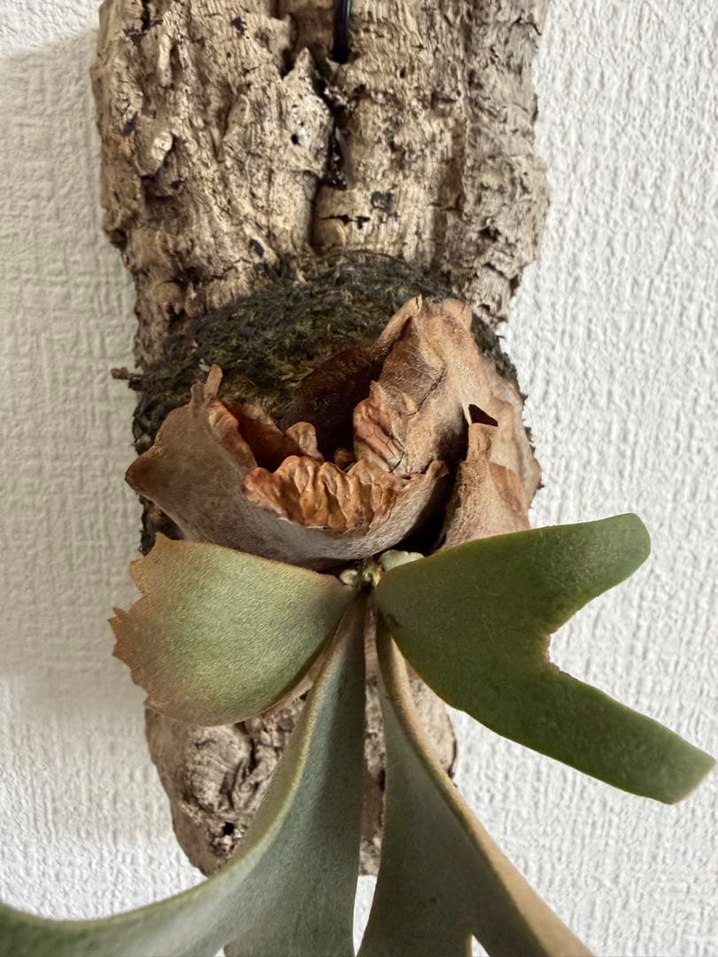 ビカクシダ　P.willinckii’Nano’spore コルク付き