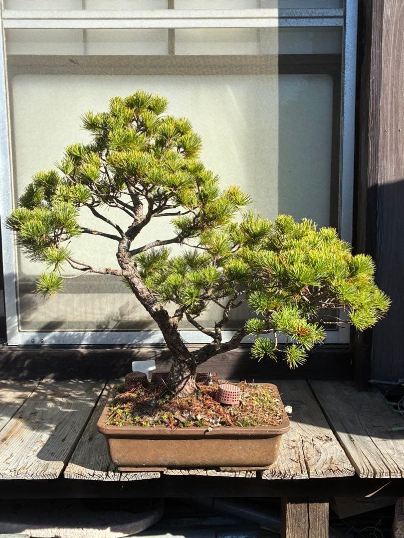 ★盆栽★ 赤石五葉松　E-26 樹齢70年以上　★愛媛県より発送★