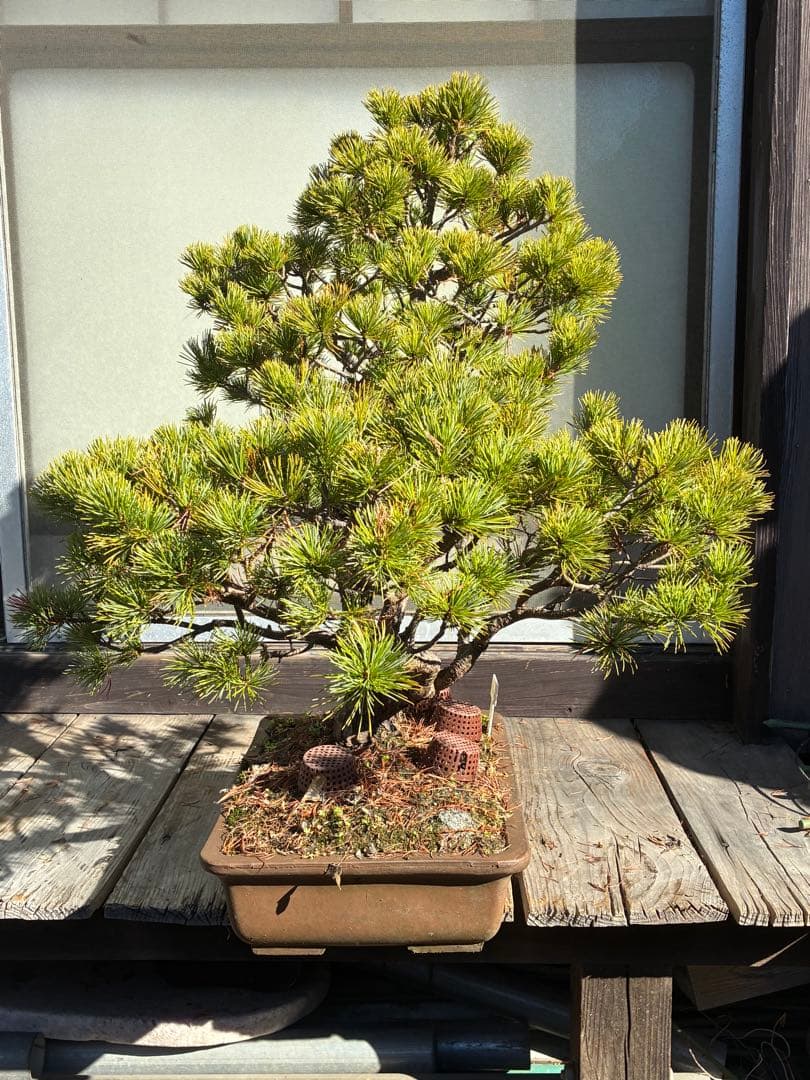 ★盆栽★ 赤石五葉松　E-26 樹齢70年以上　★愛媛県より発送★