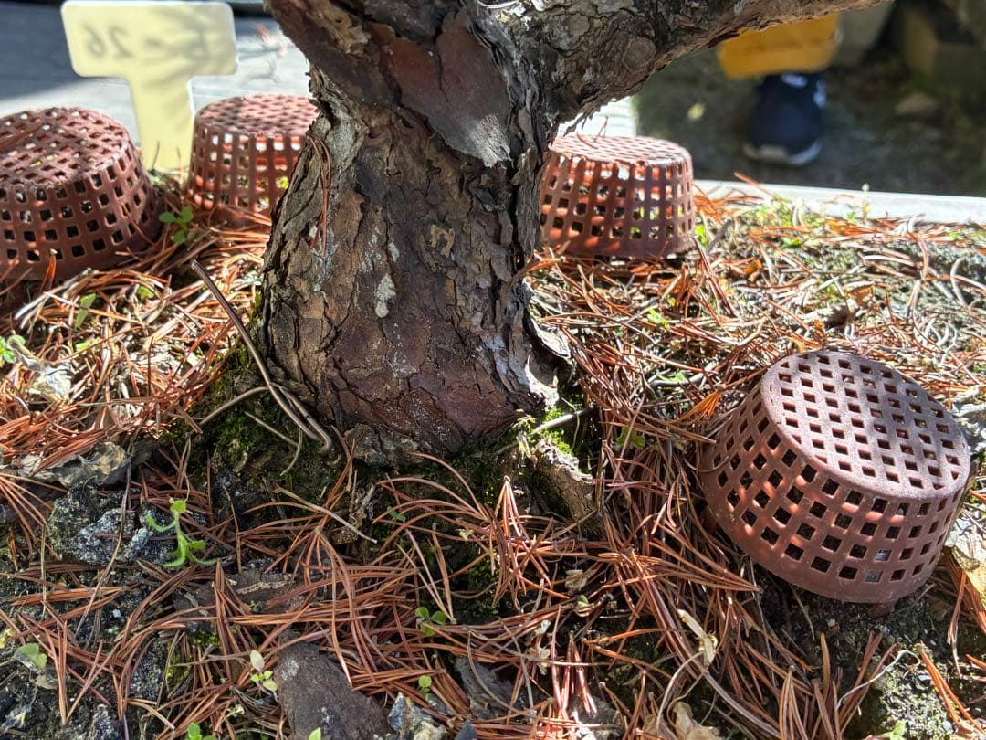 ★盆栽★ 赤石五葉松　E-26 樹齢70年以上　★愛媛県より発送★