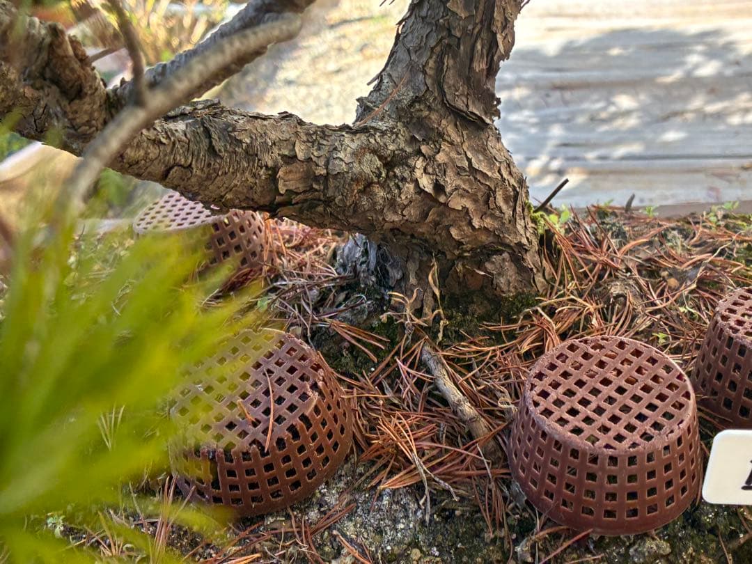 ★盆栽★ 赤石五葉松　E-26 樹齢70年以上　★愛媛県より発送★