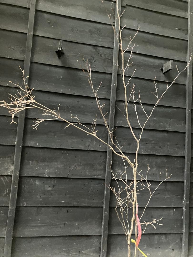 山採り　シロモジ　ミツバツツジ　バイカツツジ　混合株