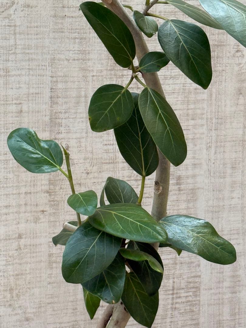 ☆ フィカス ベンガレンシス♪ 153cm スリムな曲がりフォルム♪