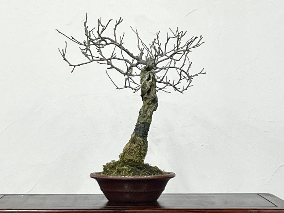 三河盆栽　野梅　盆栽　梅盆栽