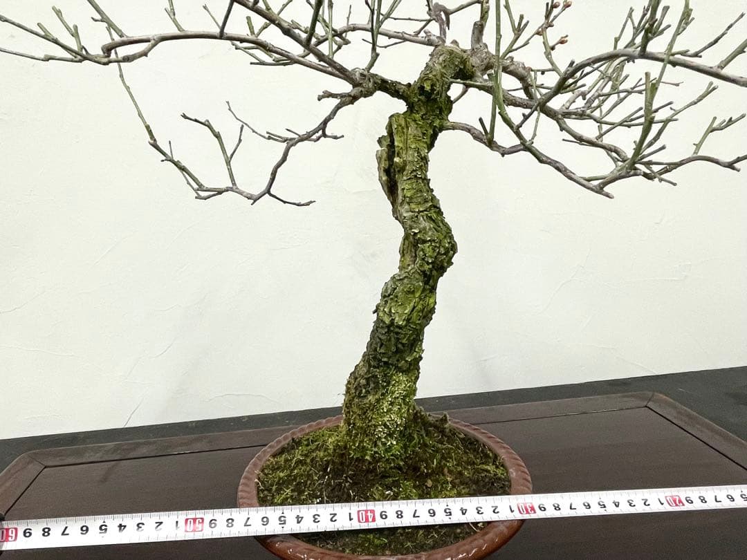 三河盆栽　野梅　盆栽　梅盆栽