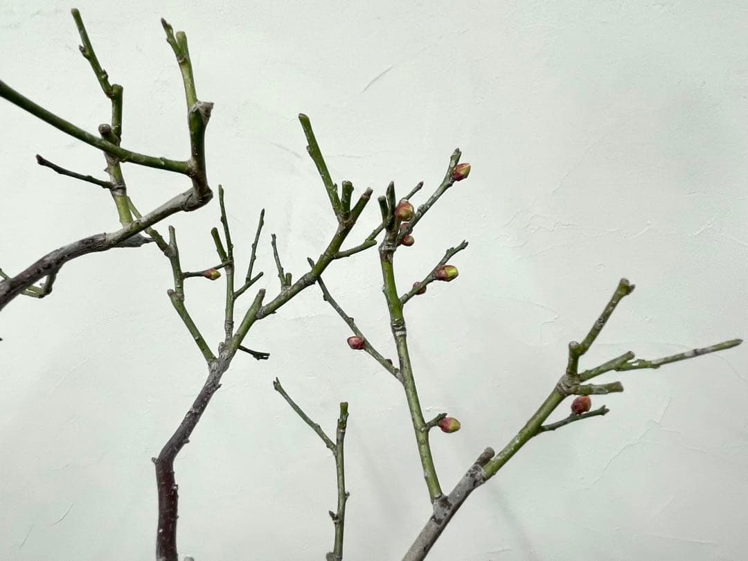 三河盆栽　野梅　盆栽　梅盆栽