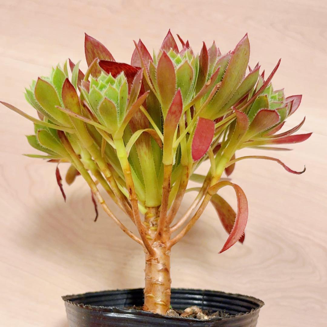 71 #多肉植物アエオニウム❤️孔雀❤️1大頭10小頭18cm拔き苗