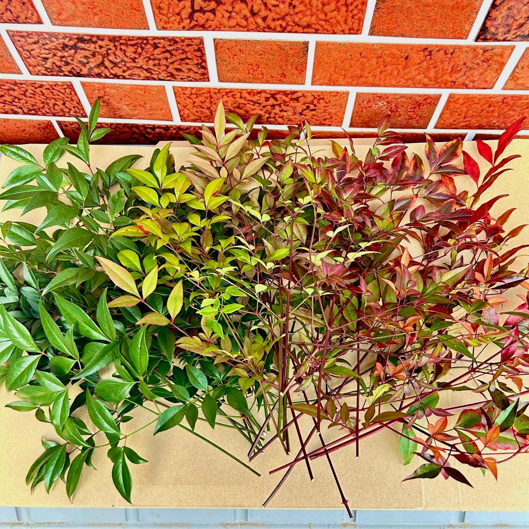 am☆さま専用 超特大一対90cm 門松 ハンドメイド 自然栽培