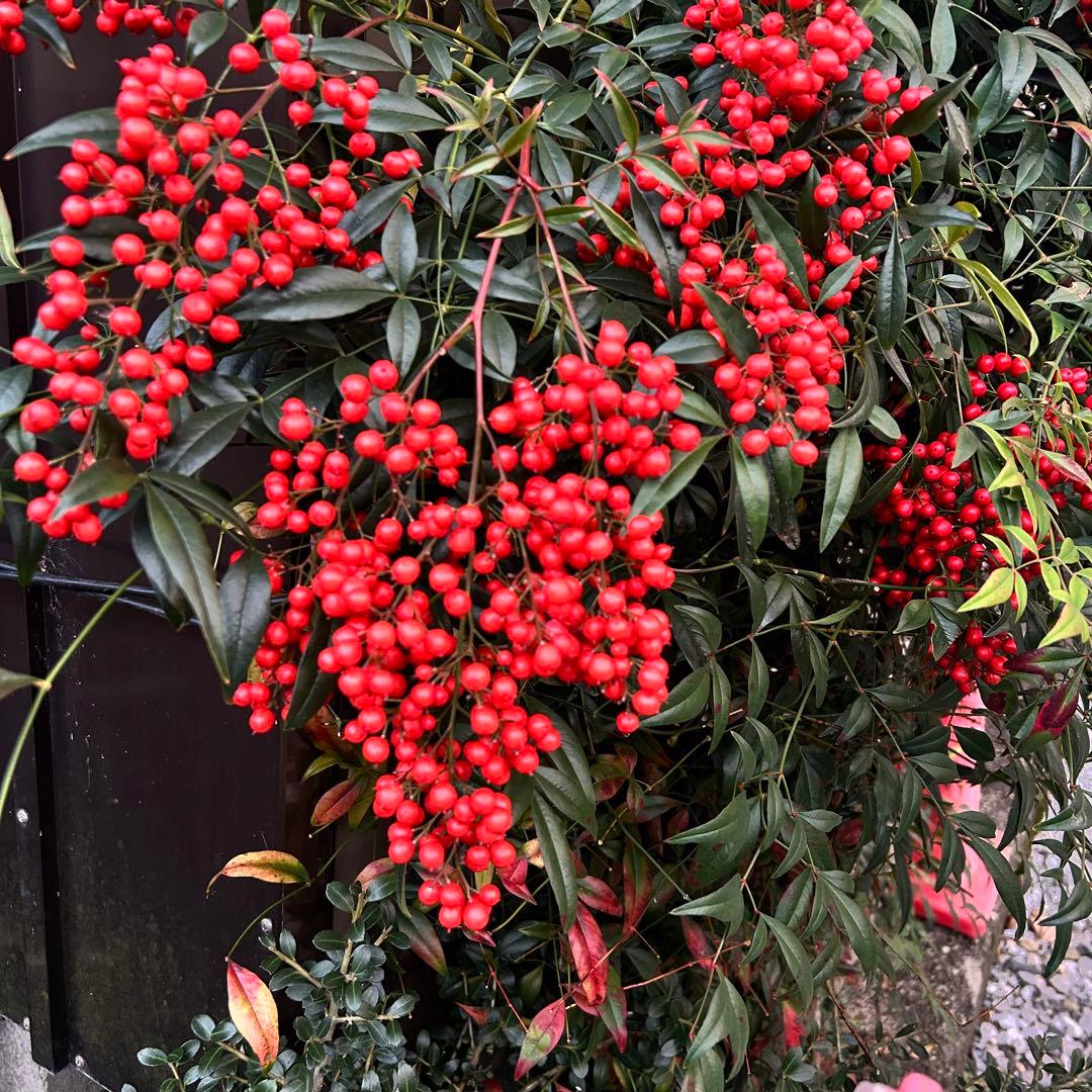 am☆さま専用 超特大一対90cm 門松 ハンドメイド 自然栽培