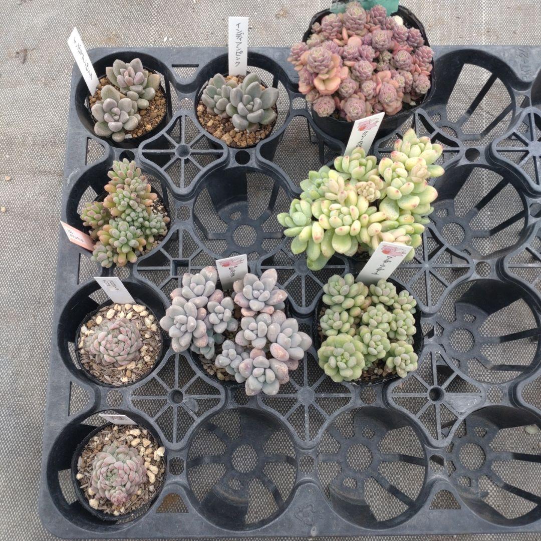 追加あり kiraさん専用