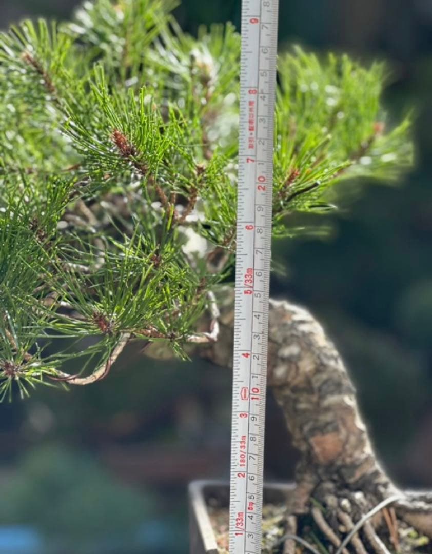 れ*れ様 黒松盆栽