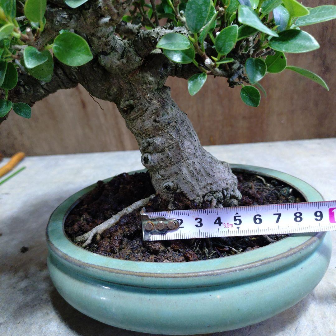 ガジュマル　誠様専門