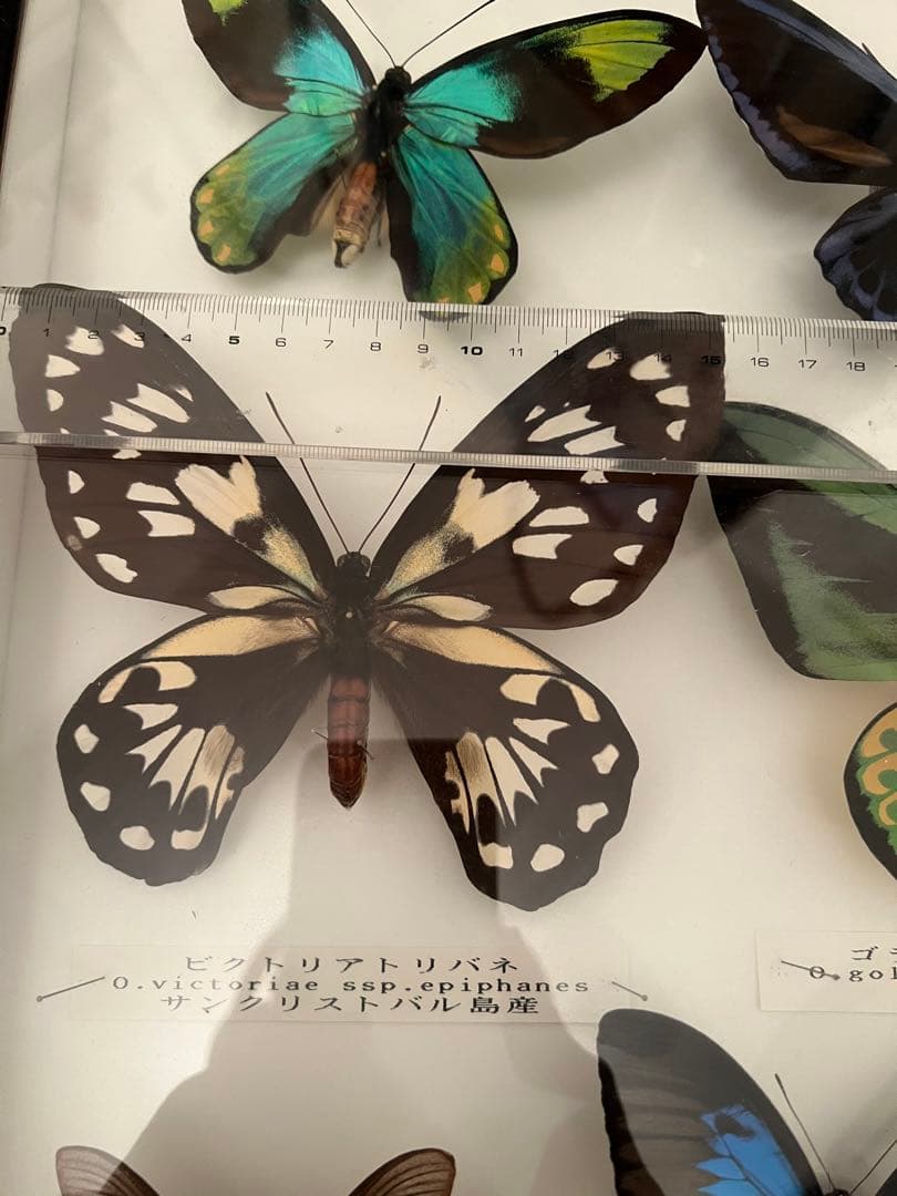 蝶の標本セット(最終値下げ‼️です！お早めに❣️)