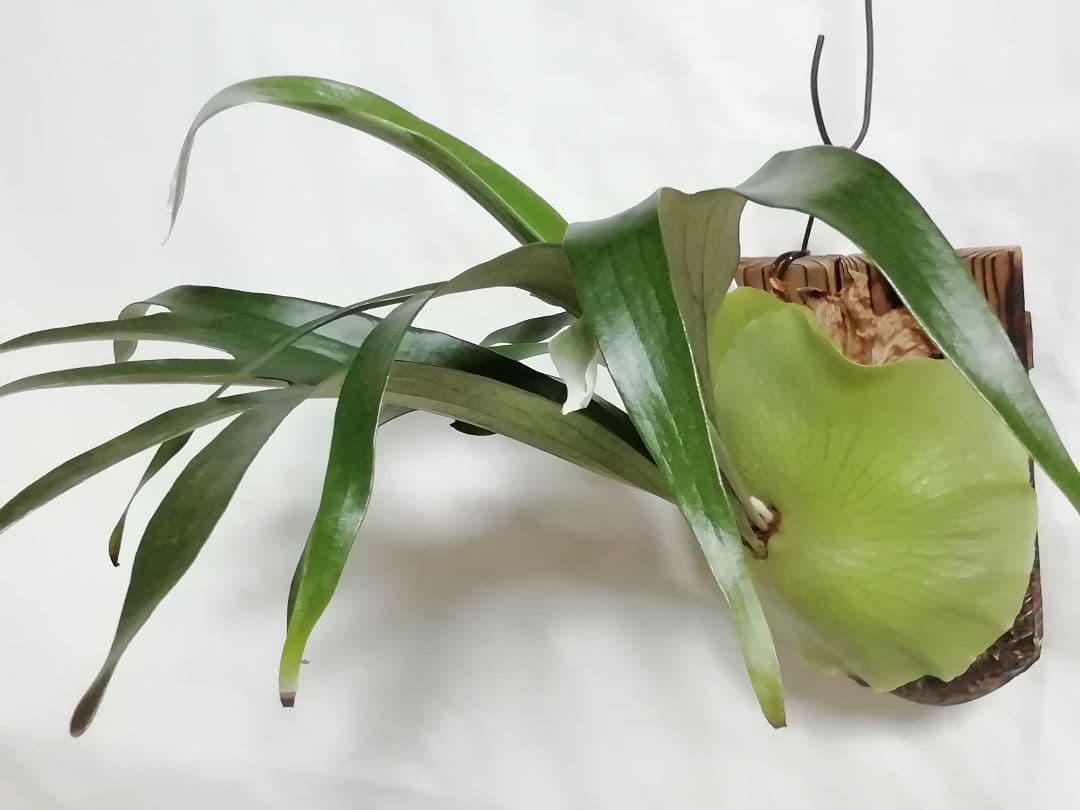 ビカクシダ　希少なビフルカッム　育てやすい大株サイズ