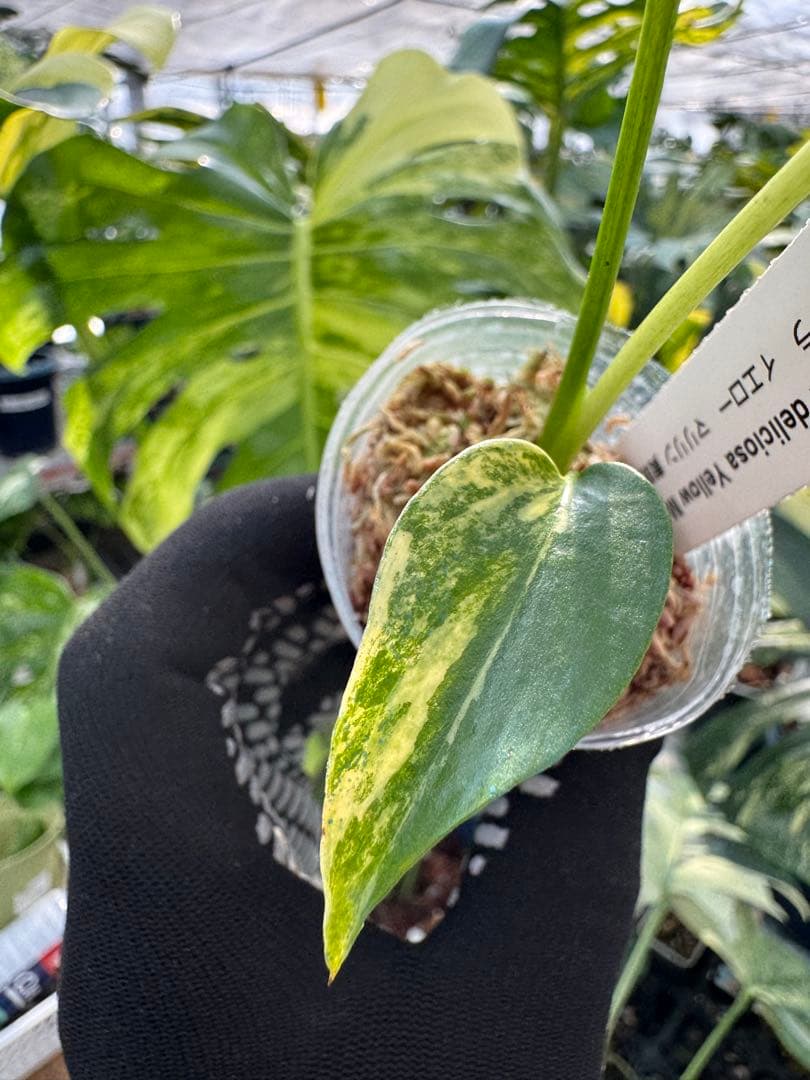 U6モンステラ　イエローマリリン　黄斑入り　2寸ポリポット　ネコポス発送