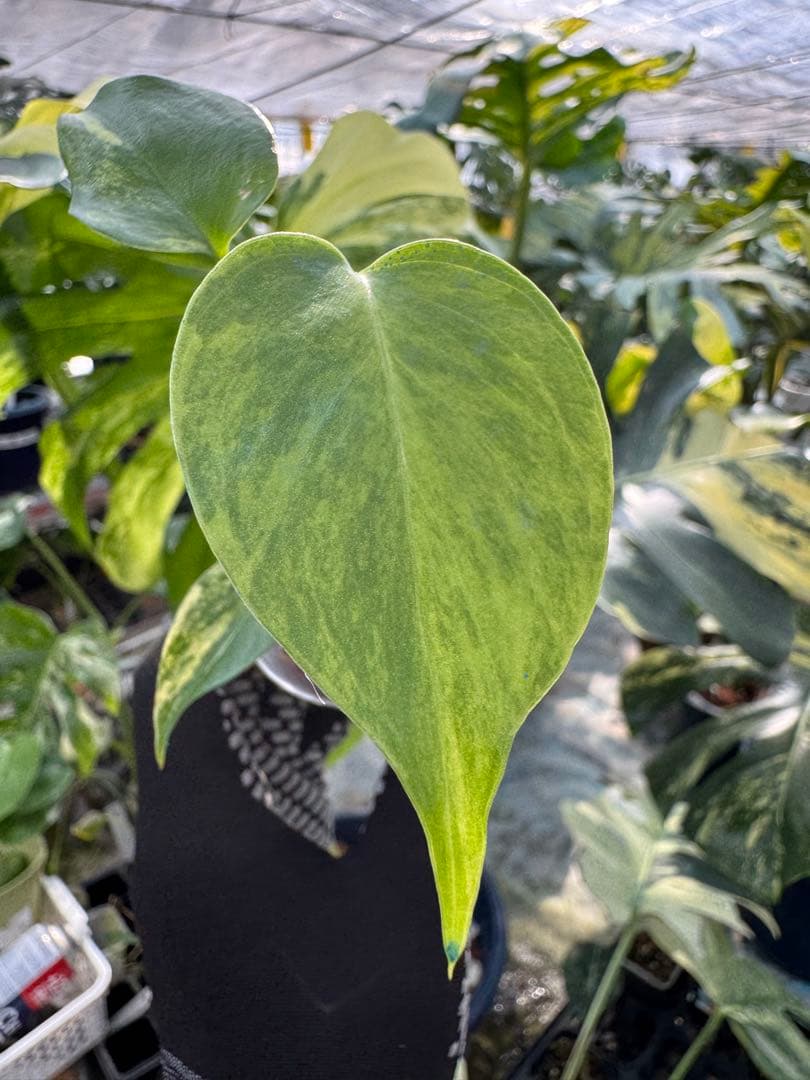 U6モンステラ　イエローマリリン　黄斑入り　2寸ポリポット　ネコポス発送