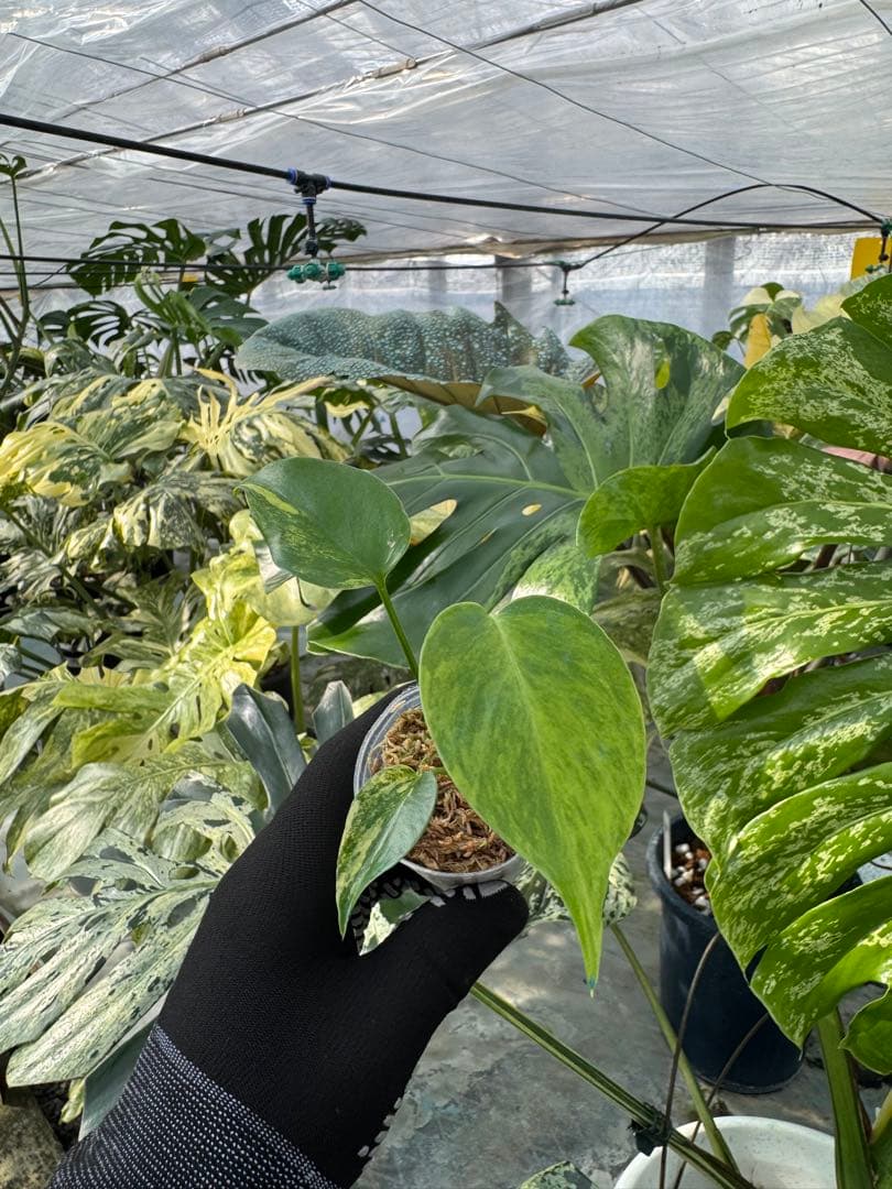 U6モンステラ　イエローマリリン　黄斑入り　2寸ポリポット　ネコポス発送