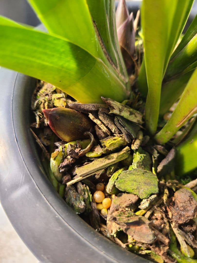 フォアゴットンフルーツ。花芽合計19個。5鉢セット。蜜蜂誘引蘭。シンビジューム