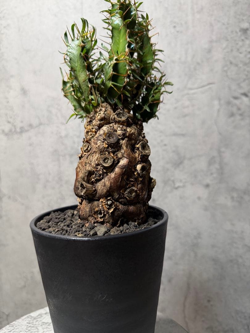 JD様　ユーフォルビア　ムランジーナ　発根済み