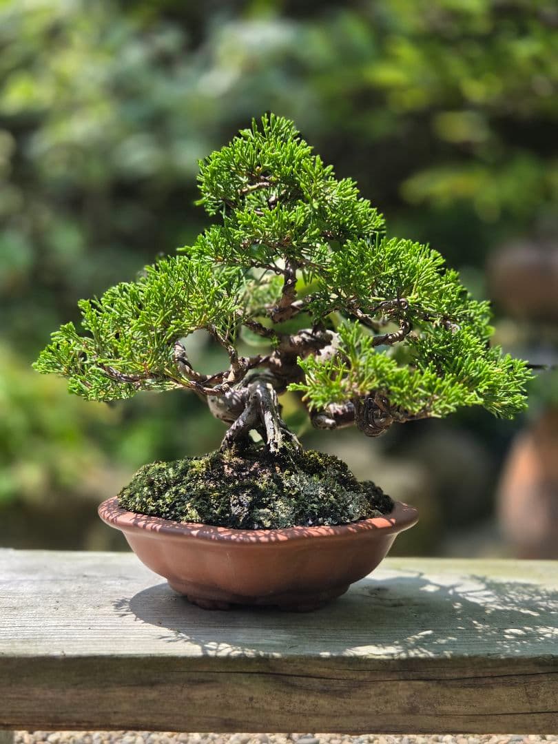 盆栽　真柏　盆栽鉢