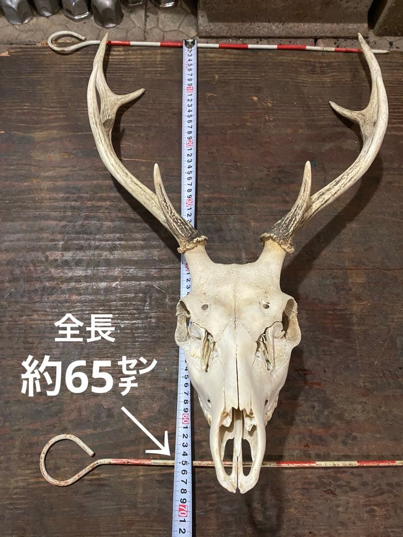 R*n様 蝦夷鹿hunting trophy（deer skull）
