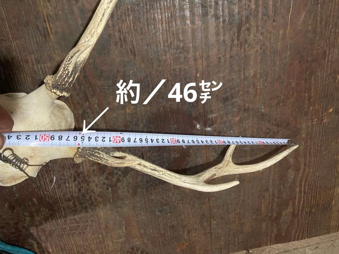 R*n様 蝦夷鹿hunting trophy（deer skull）