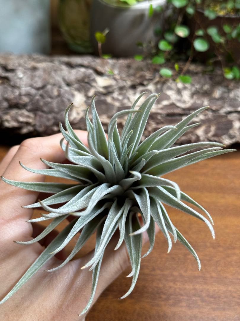 チランジア　ロゼイフローラ×ベルニコーサ