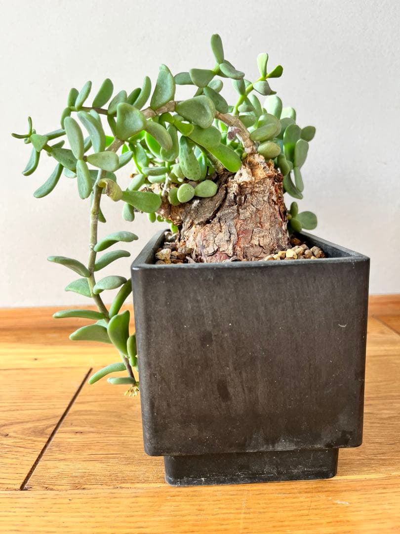 ケラリア　ピグマエア