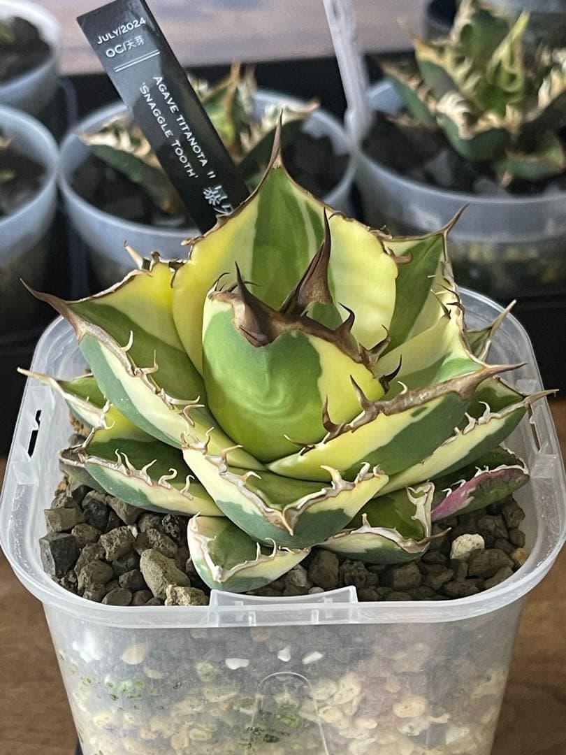 アガベチタノタ　スナグルトゥース　短葉