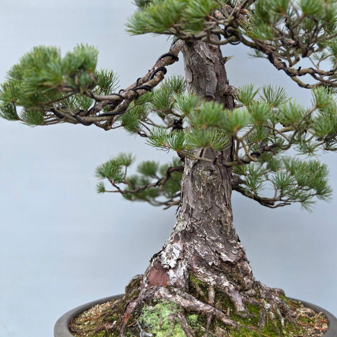 五葉松　[双幹模様木]　大品盆栽