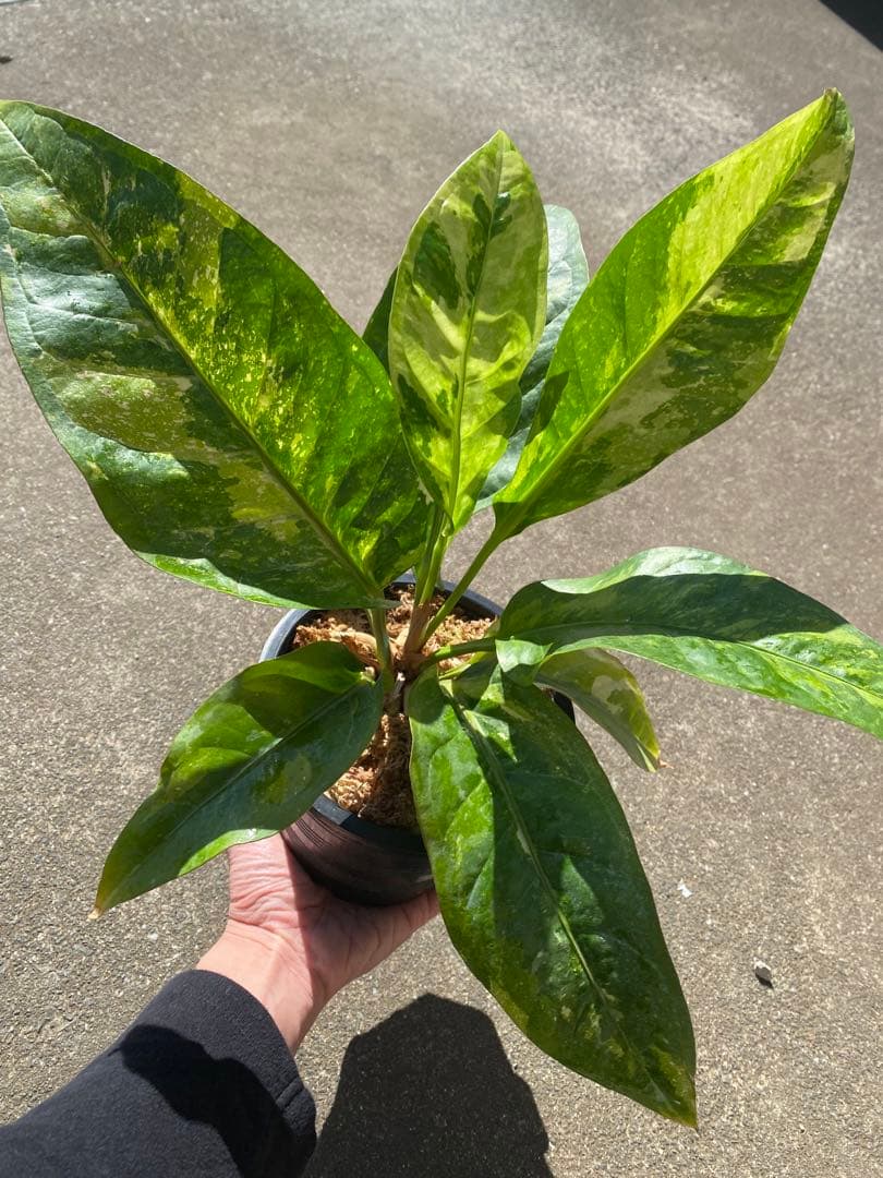 アンスリウム　ハイブリッド　【斑入り】