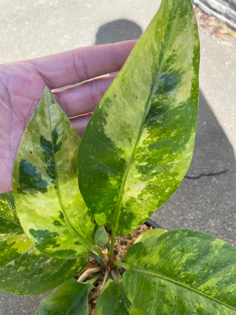 アンスリウム　ハイブリッド　【斑入り】