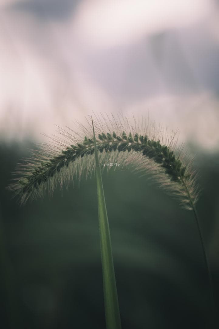 ライカの神マクロ！Leica Elmar 65mm F3.5 Visoflex