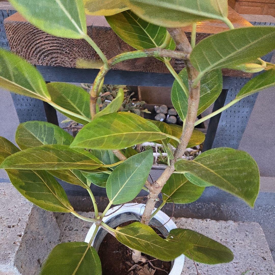 ②　フィカス　アルテシマ　曲がり仕立て8号　特大苗木最高等級極上品‼️