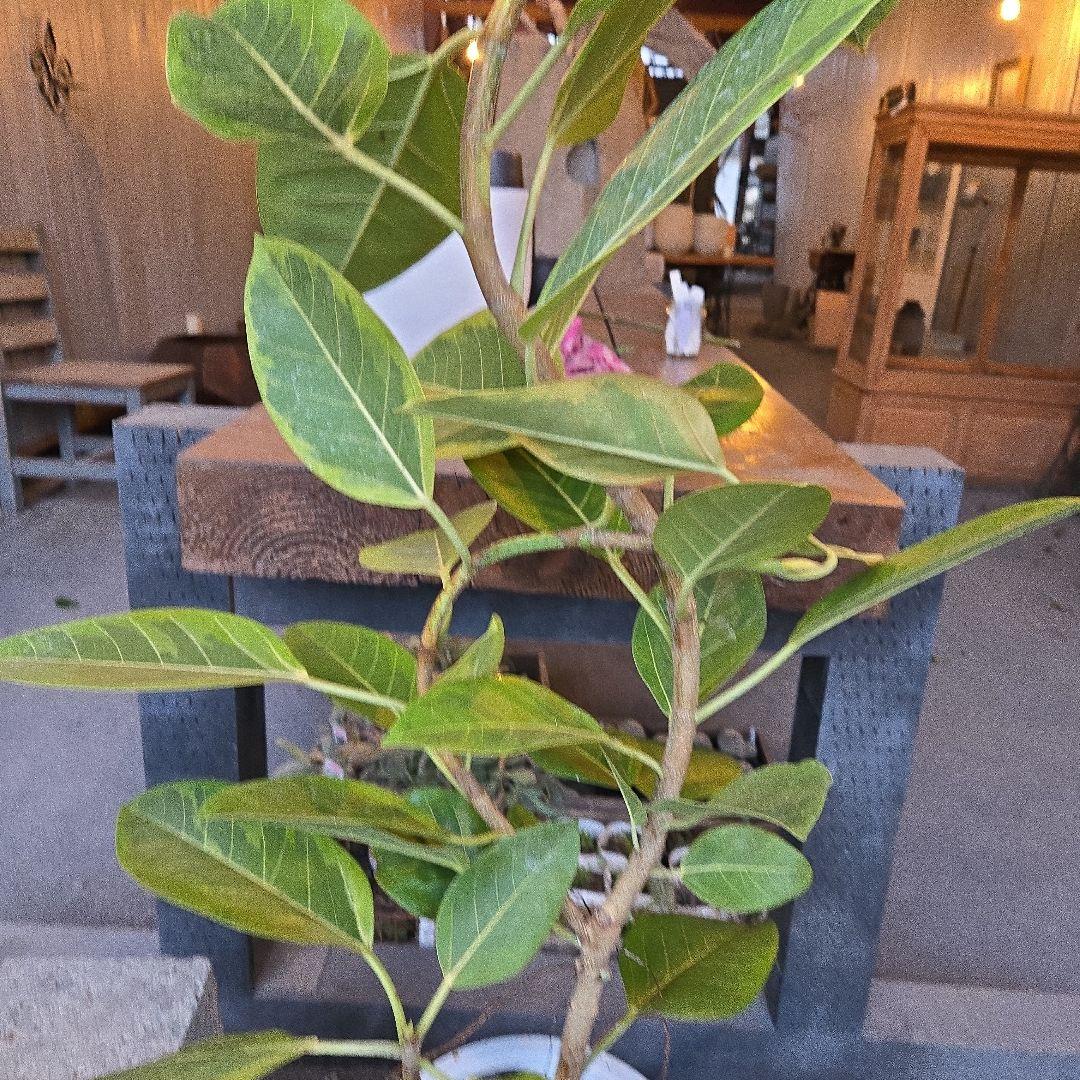 ②　フィカス　アルテシマ　曲がり仕立て8号　特大苗木最高等級極上品‼️