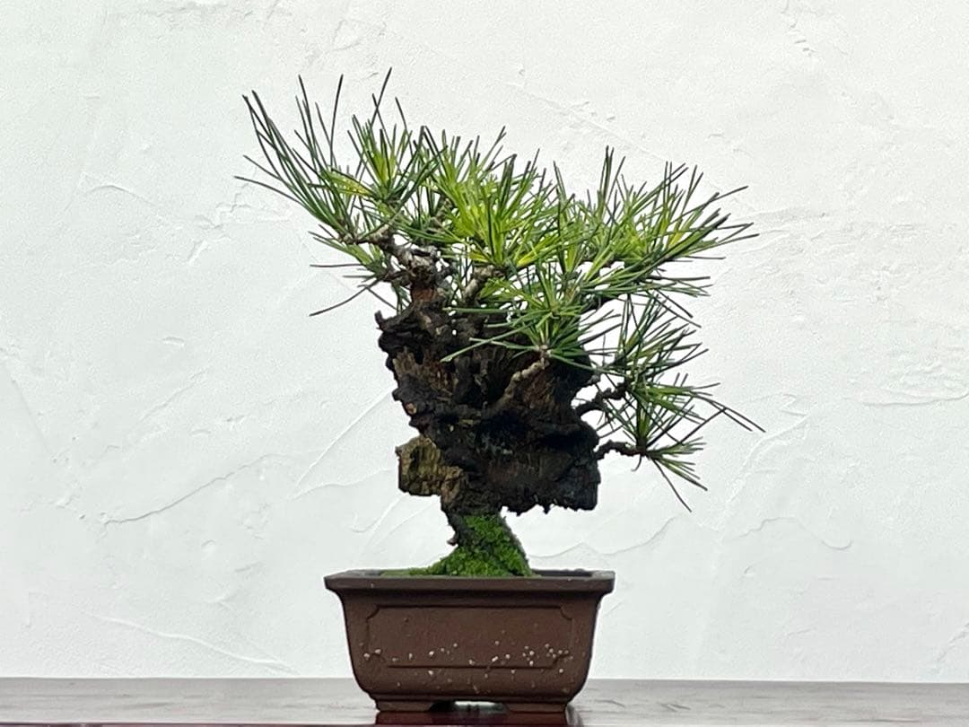 三河盆栽　錦松　盆栽