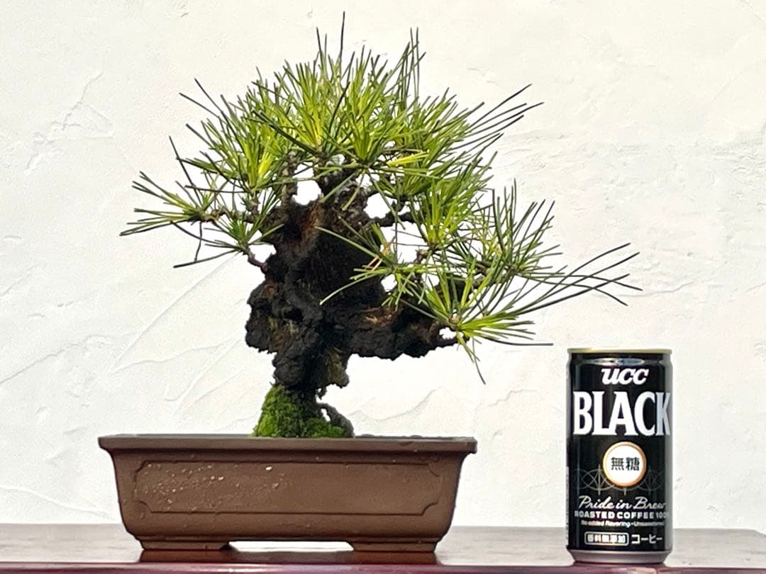 三河盆栽　錦松　盆栽