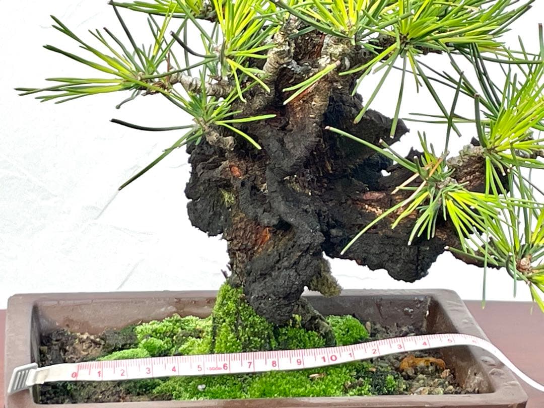 三河盆栽　錦松　盆栽