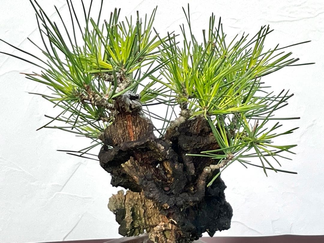 三河盆栽　錦松　盆栽