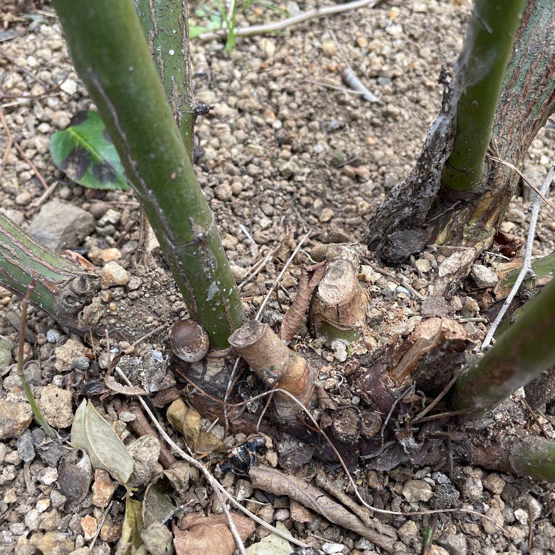 【ピューレッツァ】　苗　バラ