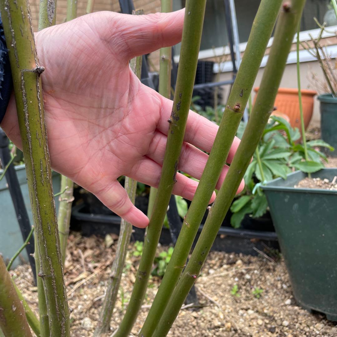 【ピューレッツァ】　苗　バラ