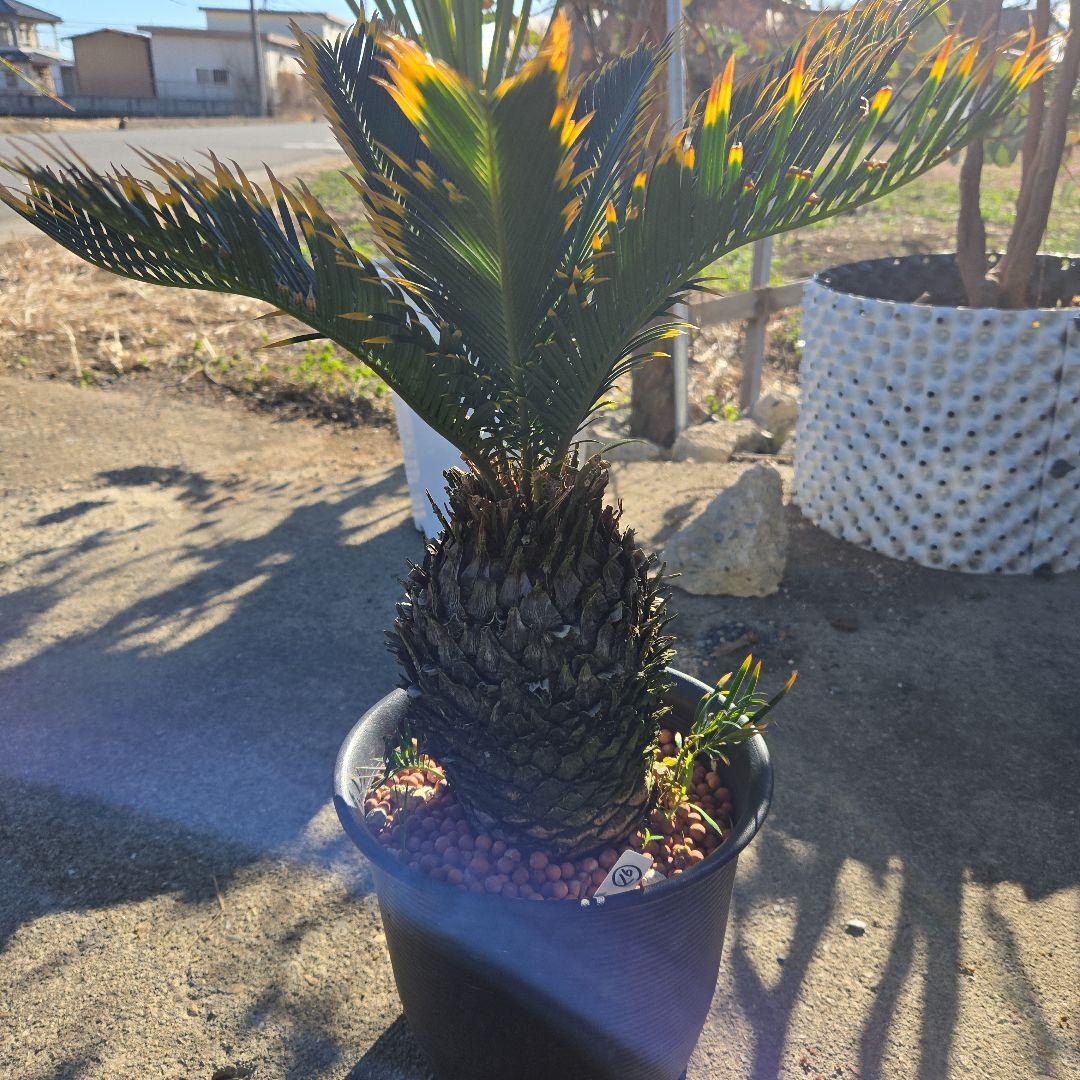 ⑯　金環ソテツ　7号　最高等級極上品‼️