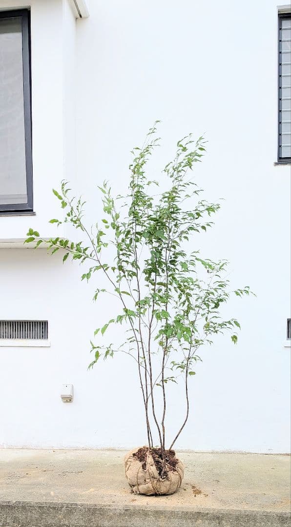 美形。山採りハイノキ。