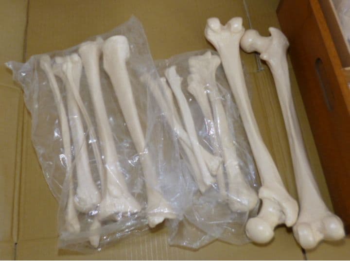 等身大人体骨格模型　坂本モデル