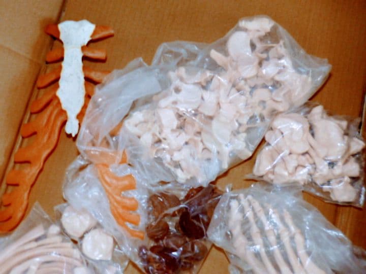 等身大人体骨格模型　坂本モデル