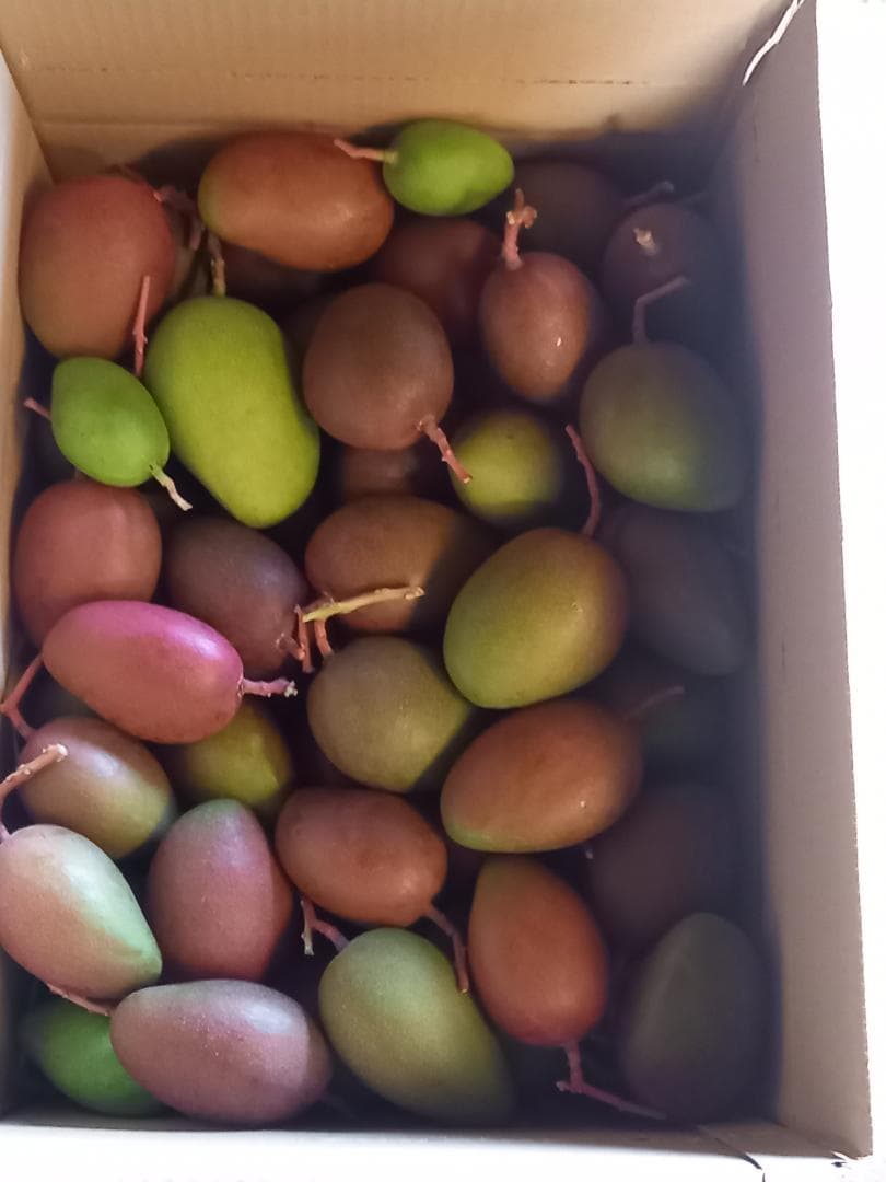 マンゴー+摘果/14.5 kg. including box