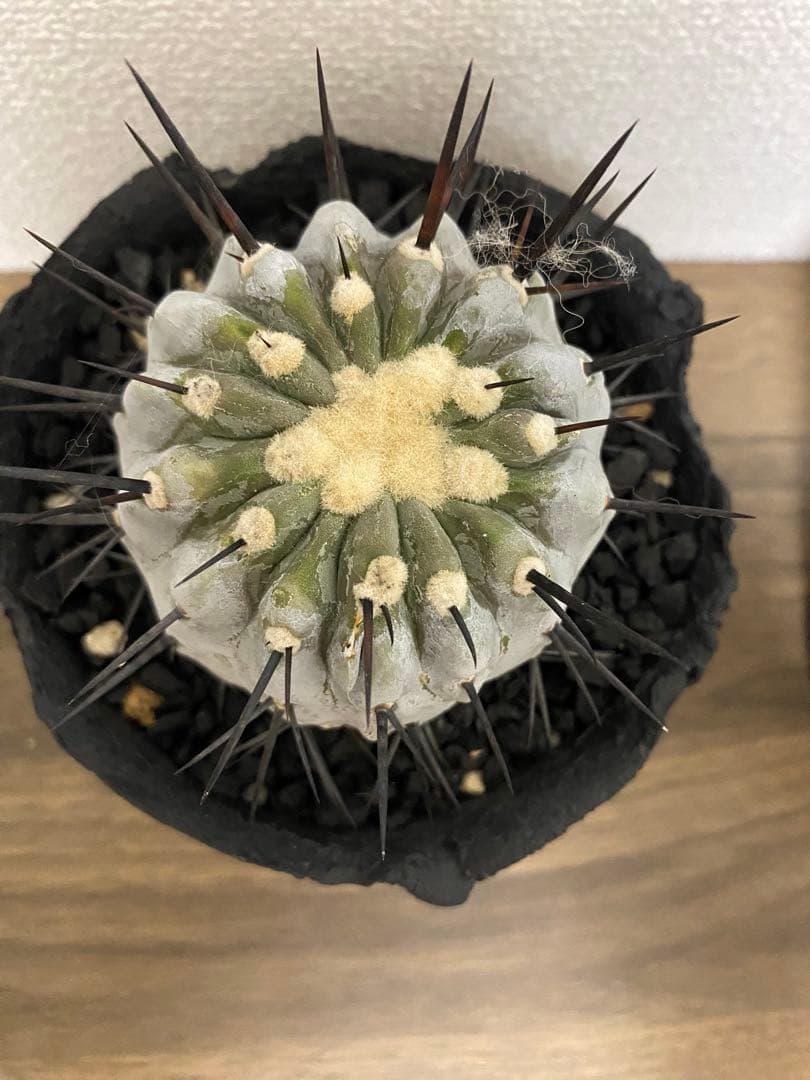 黒王丸　カキコ　コレクション株　厳選　真っ白　シネレア