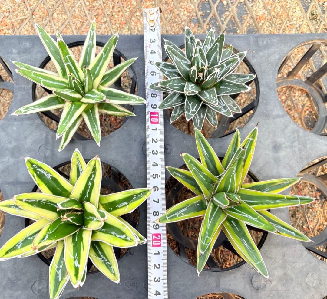 アガベ　笹の雪ロッキー 白山　、輝山　、姫笹の雪　セット　4株